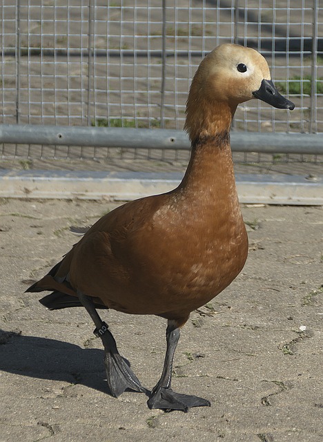 萨巴